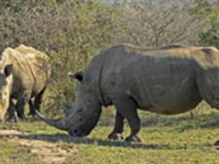 Race to save the rhino