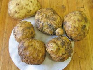 The risks of nematodes in potatoes