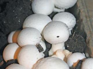 Sustainable mushroom growing