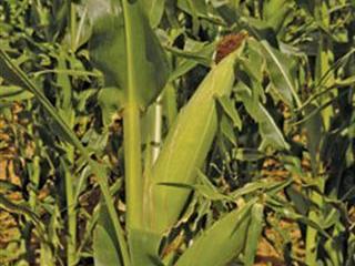 Maize outlook 2012/2013 Maize outlook 2012/2013