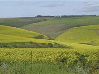Choose canola! Choose canola!
