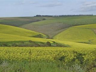 Choose canola!