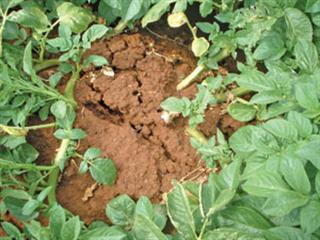 Potato tuber moth and other spud pests Potato tuber moth and other spud pests