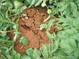 Potato tuber moth and other spud pests