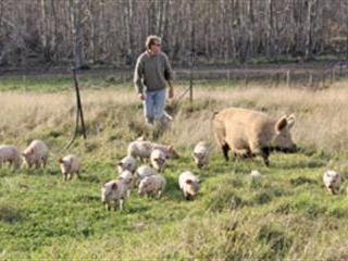 Pigs reared on pastures and acorns
