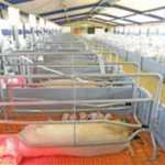 helping small-scale pig farmers