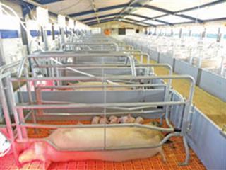 How SAPPO is helping small-scale pig farmers