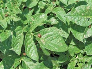Likely potato insect pests