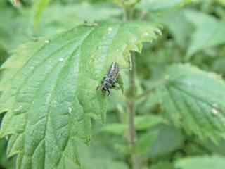 Controlling insects with insects Controlling insects with insects