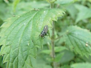 Controlling insects with insects