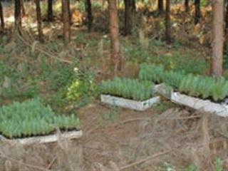 Get transplanting right for seedling survival Get transplanting right for seedling survival