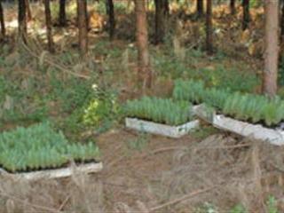 Get transplanting right for seedling survival