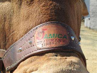 Brahmans come  in from the cold