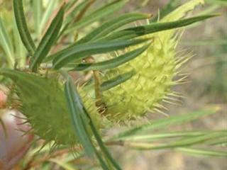 Dealing with milkweed Dealing with milkweed