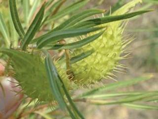 Dealing with milkweed