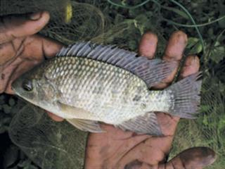 Tilapia: why quality seed counts Tilapia: why quality seed counts