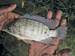 Tilapia: why quality seed counts