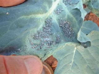 IPM for cabbage aphids