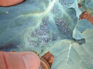 IPM for cabbage aphids IPM for cabbage aphids