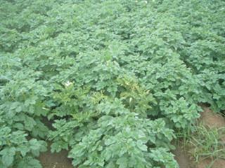 More common potato diseases More common potato diseases