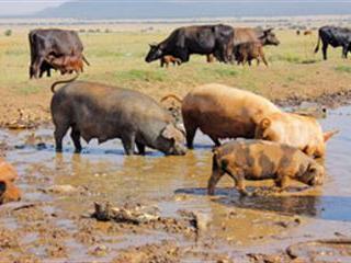 Common pig diseases – 2 Common pig diseases – 2