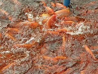 The commercial viability of aquaponics The commercial viability of aquaponics
