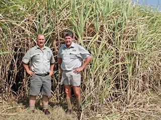 Beating out a new path in sugarcane Beating out a new path in sugarcane