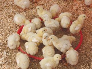 Profit from better broiler production