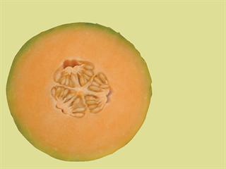 Growing melons Growing melons