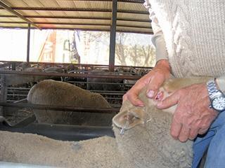 Wireworm-resistant – Majobe merinos