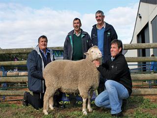 Potberg and Suidplaas Dohne Merino production ram sale