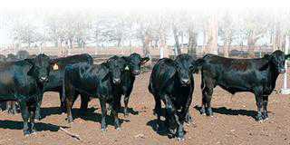 wagyu cattle