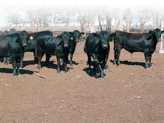 Wagyu Cattle: Producing Kobe beef at R1 500/kg