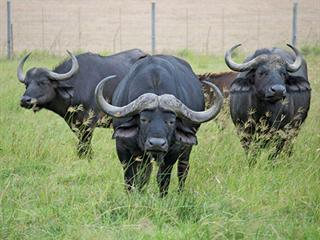 A home where  the buffalo roam