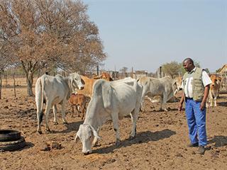A small, well-managed herd: the secret to success on communal land A small, well-managed herd: the secret to success on communal land
