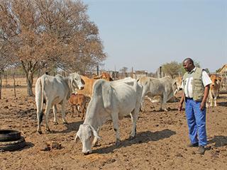 A small, well-managed herd: the secret to success on communal land