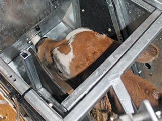 The magic of mechanising: calf feeders