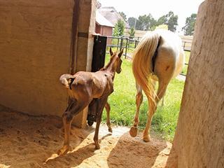 Fun in the sun for horse owners