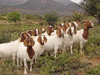 Meet the Quattro Boer Goat Group