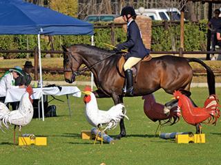 SA Champs: Here showing off is encouraged. SA Champs: Here showing off is encouraged.