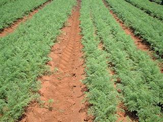 Getting your carrot stand correct