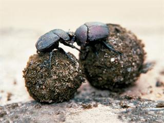 Dung beetles to be used  on New Zealand farms