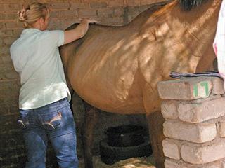 Horses and back problems Horses and back problems