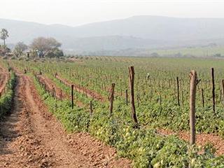 Sugarcane, with tomatoes on the side