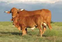 indigenous afrikaner cattle