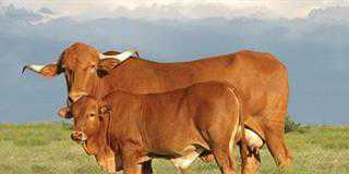 indigenous afrikaner cattle