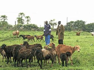 Rediscovering the value of Zulu sheep