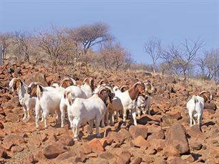 World-class Boer Goats from the North West