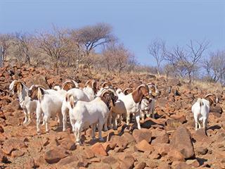 World-class Boer Goats from the North West World-class Boer Goats from the North West
