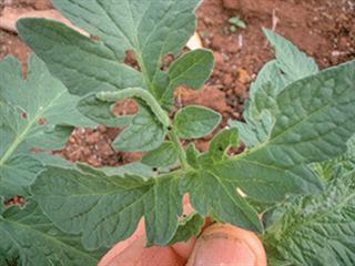 Controlling the African bollworm